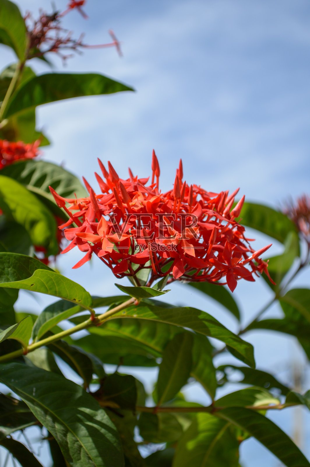 红瓢虫花在自然花园照片摄影图片