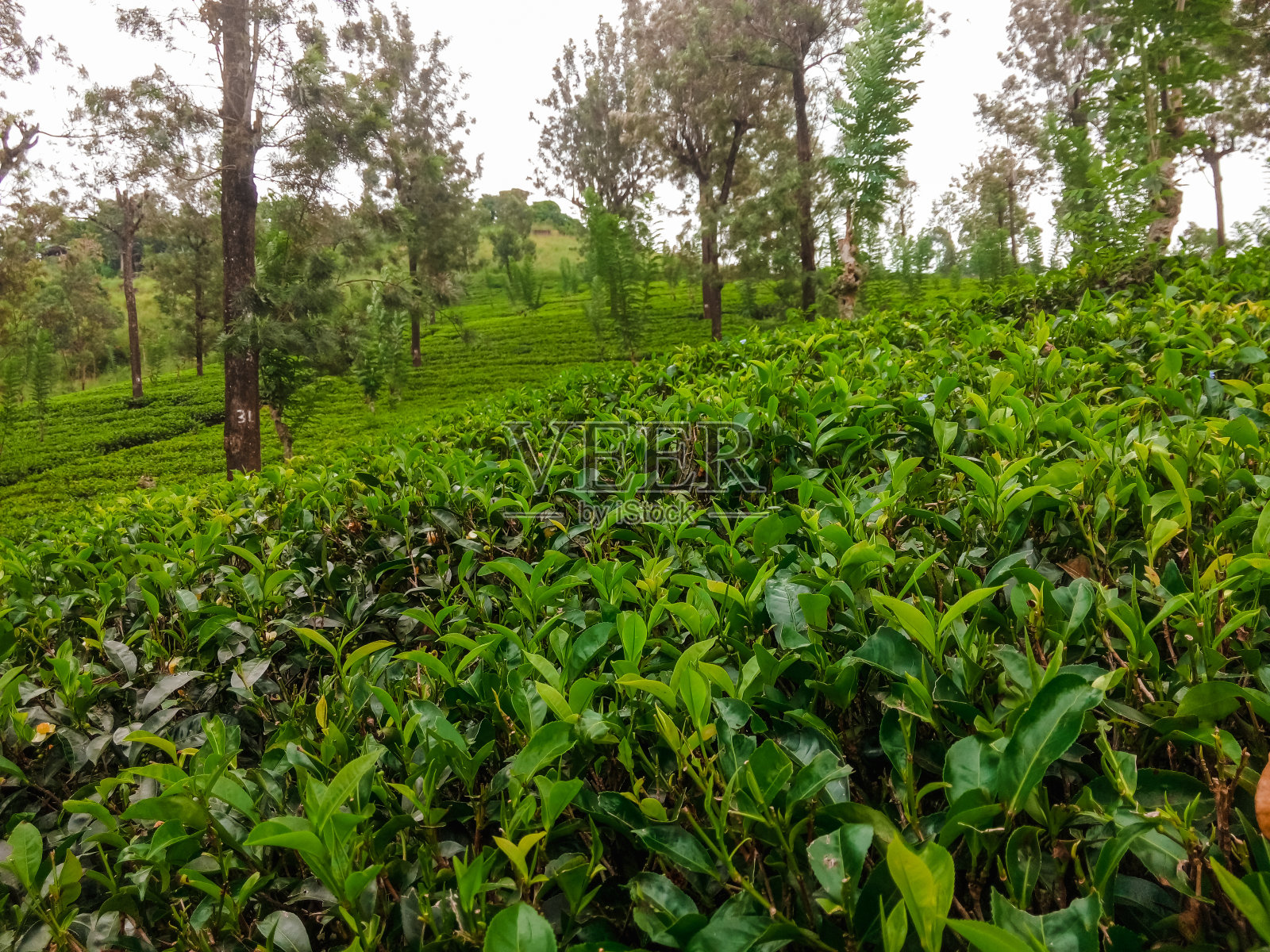 斯里兰卡的茶园。茶叶种植。照片摄影图片
