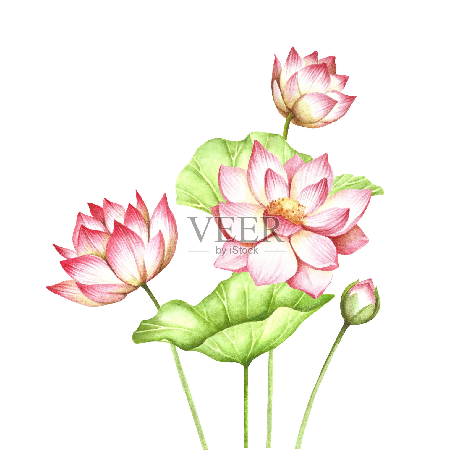 与lotus组成。手绘水彩插图。设计元素图片