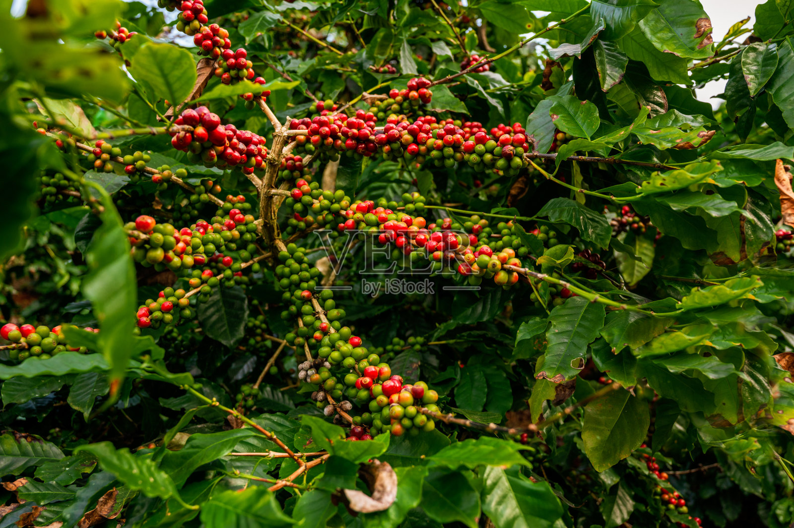 新鲜阿拉比卡咖啡豆的咖啡树照片摄影图片