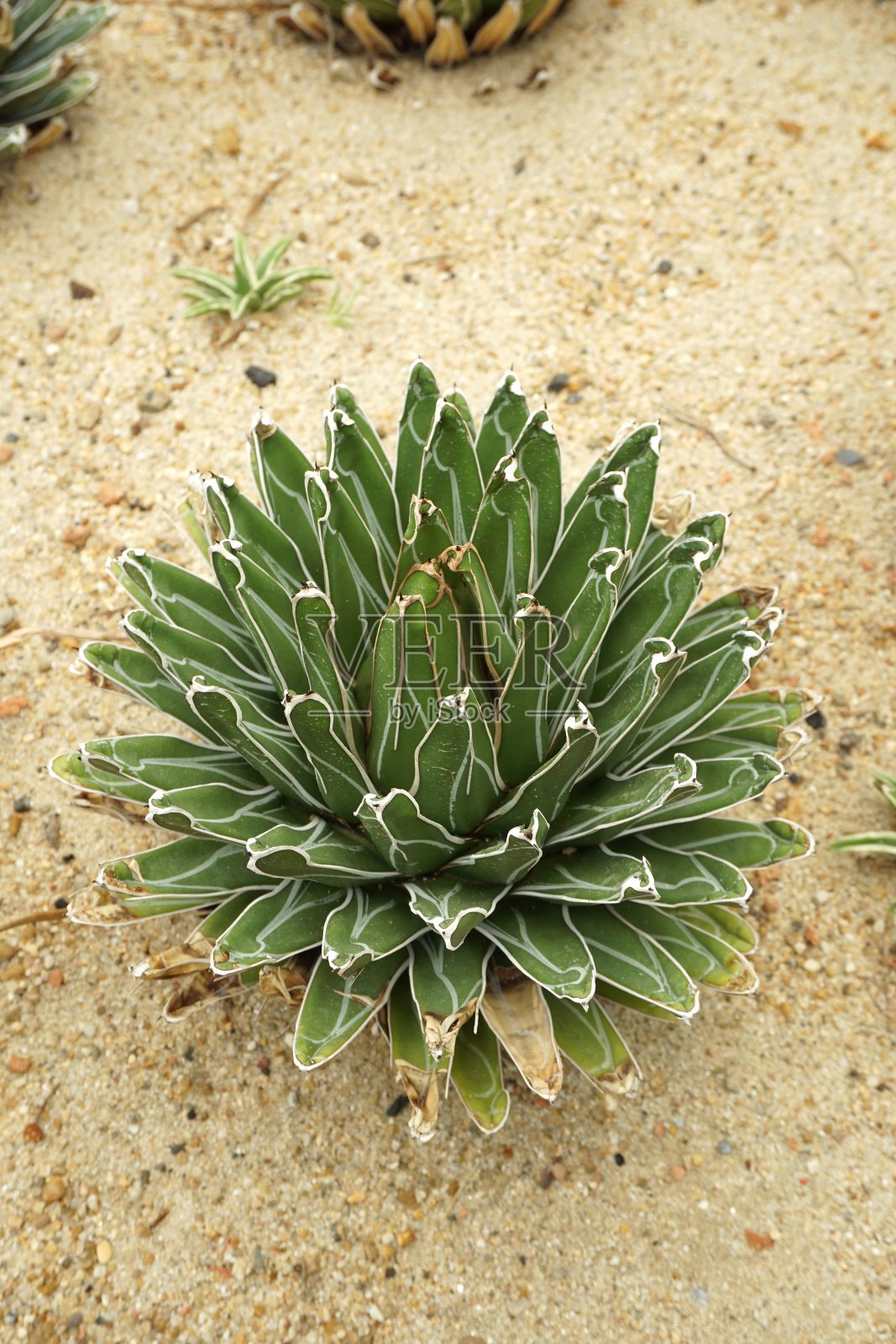 新鲜的绿色龙舌兰植物在沙地上照片摄影图片