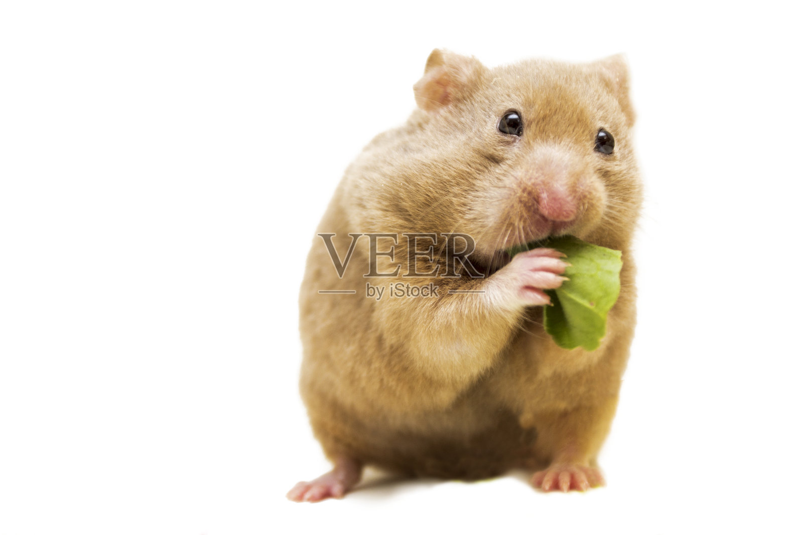 叙利亚仓鼠在吃树叶照片摄影图片