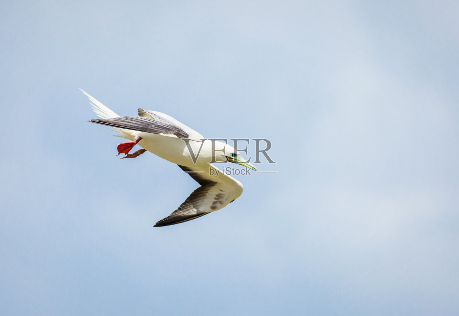 在夏威夷群岛上飞行的红脚鲣鸟照片摄影图片