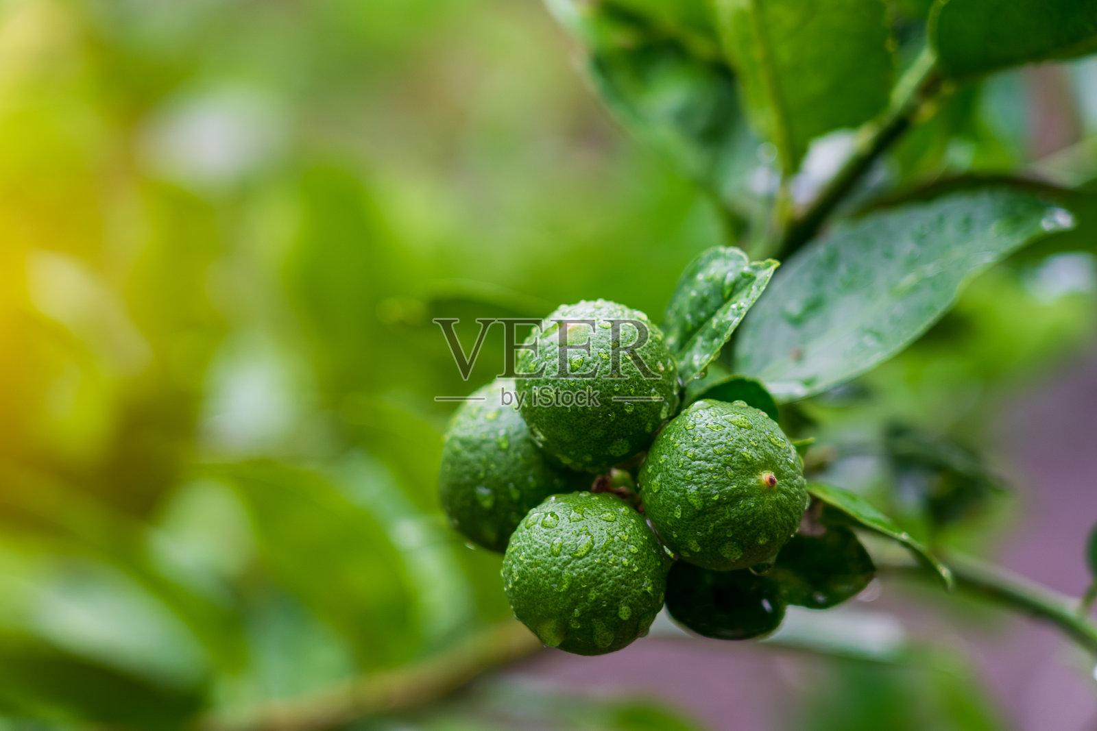 近距离的绿色酸橙挂在一棵被雨淋湿的树上。照片摄影图片