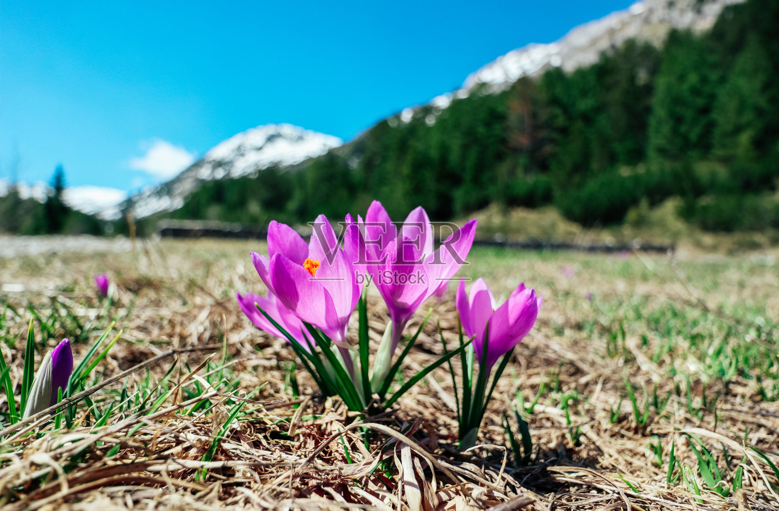 山上有一束野生的紫罗兰和藏红花。阿尔卑斯山的春天，以番红花为花卉背景。照片摄影图片