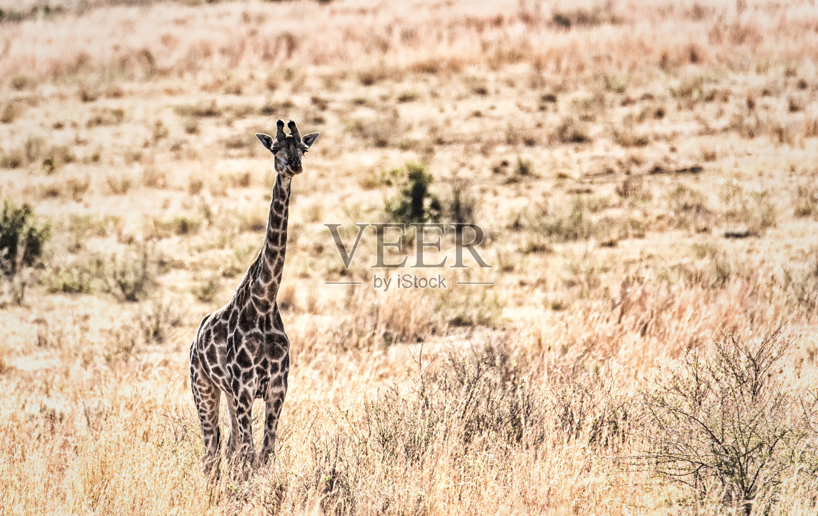 非洲大草原上的长颈鹿照片摄影图片