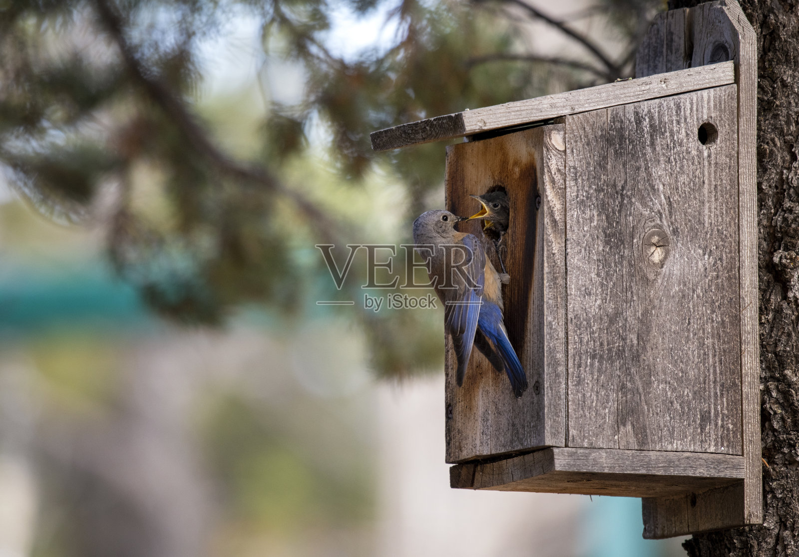 蓝鸟在他们的鸟舍里喂她的小鸟宝宝照片摄影图片