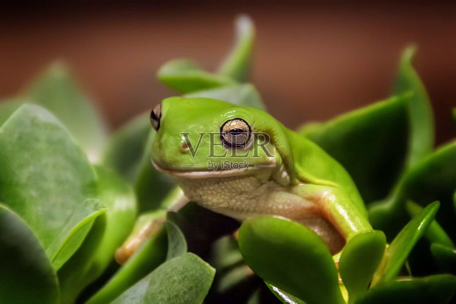 绿树蛙照片摄影图片