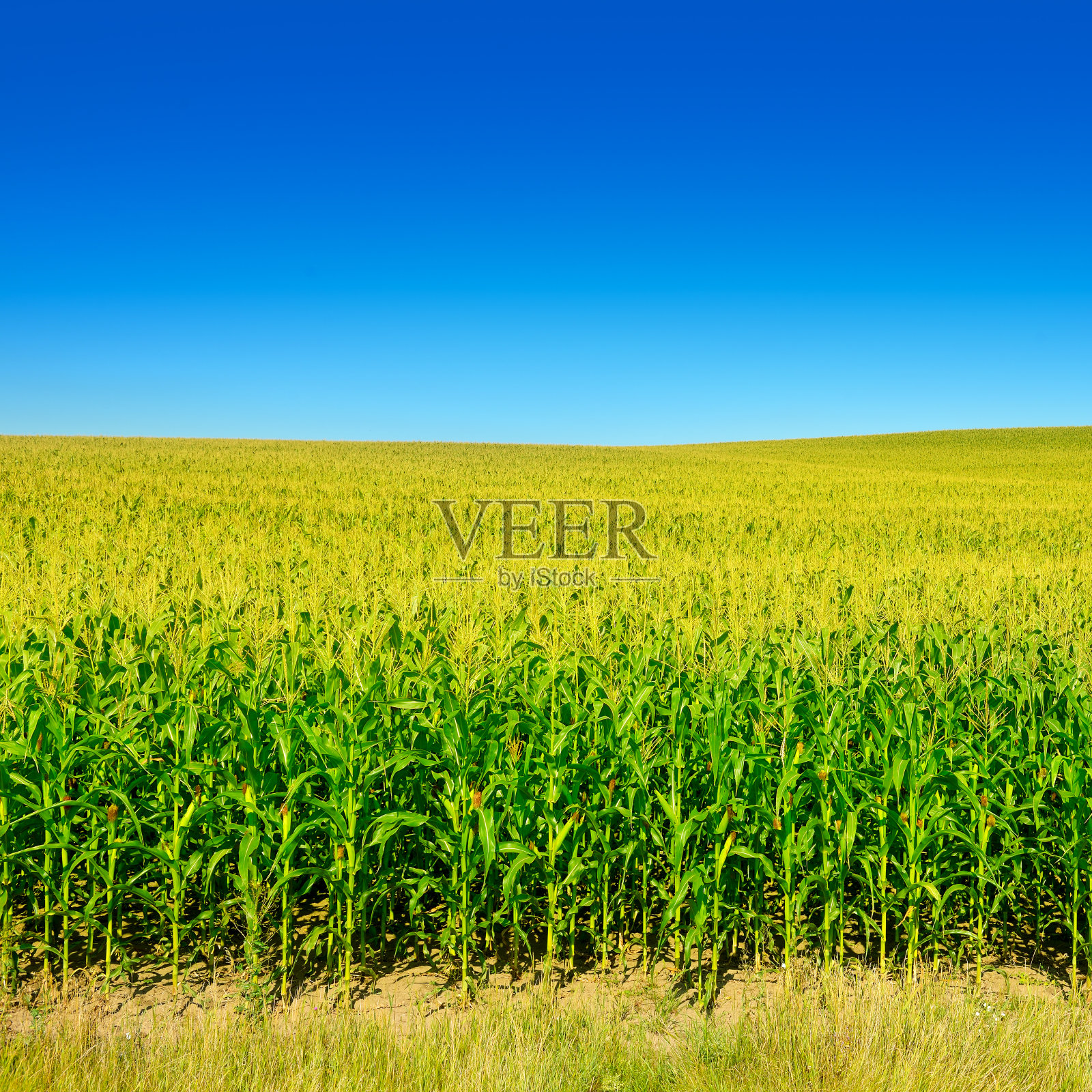 明亮的玉米地里长着成熟的玉米穗照片摄影图片