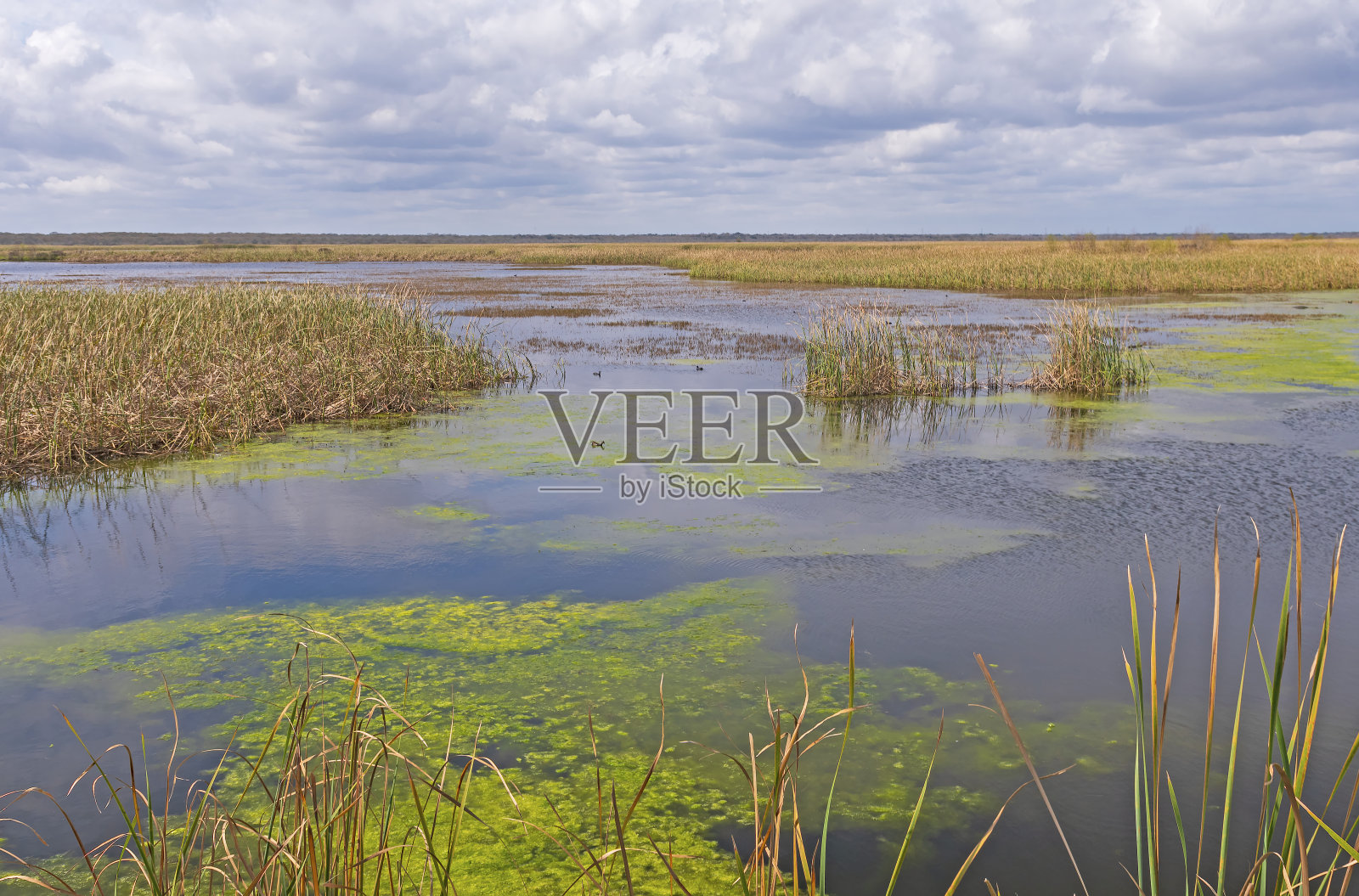湿地沼泽上平静的一天照片摄影图片