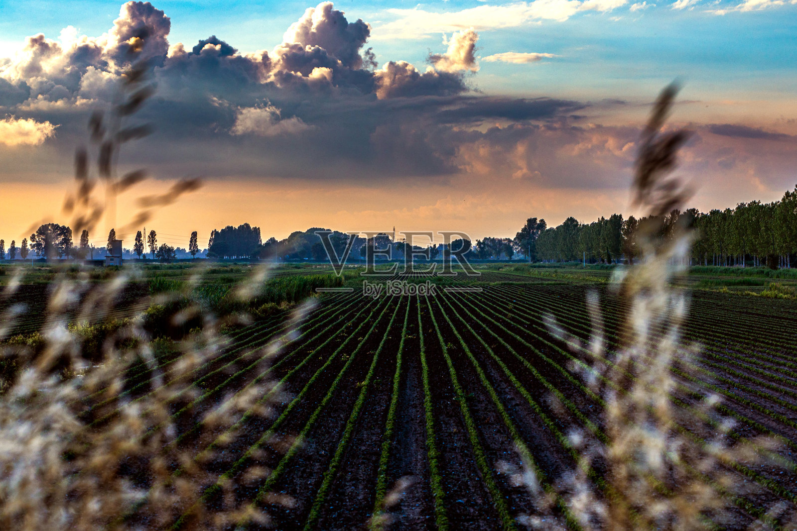 春天，意大利东北部，日落时绿色的乡村农田照片摄影图片