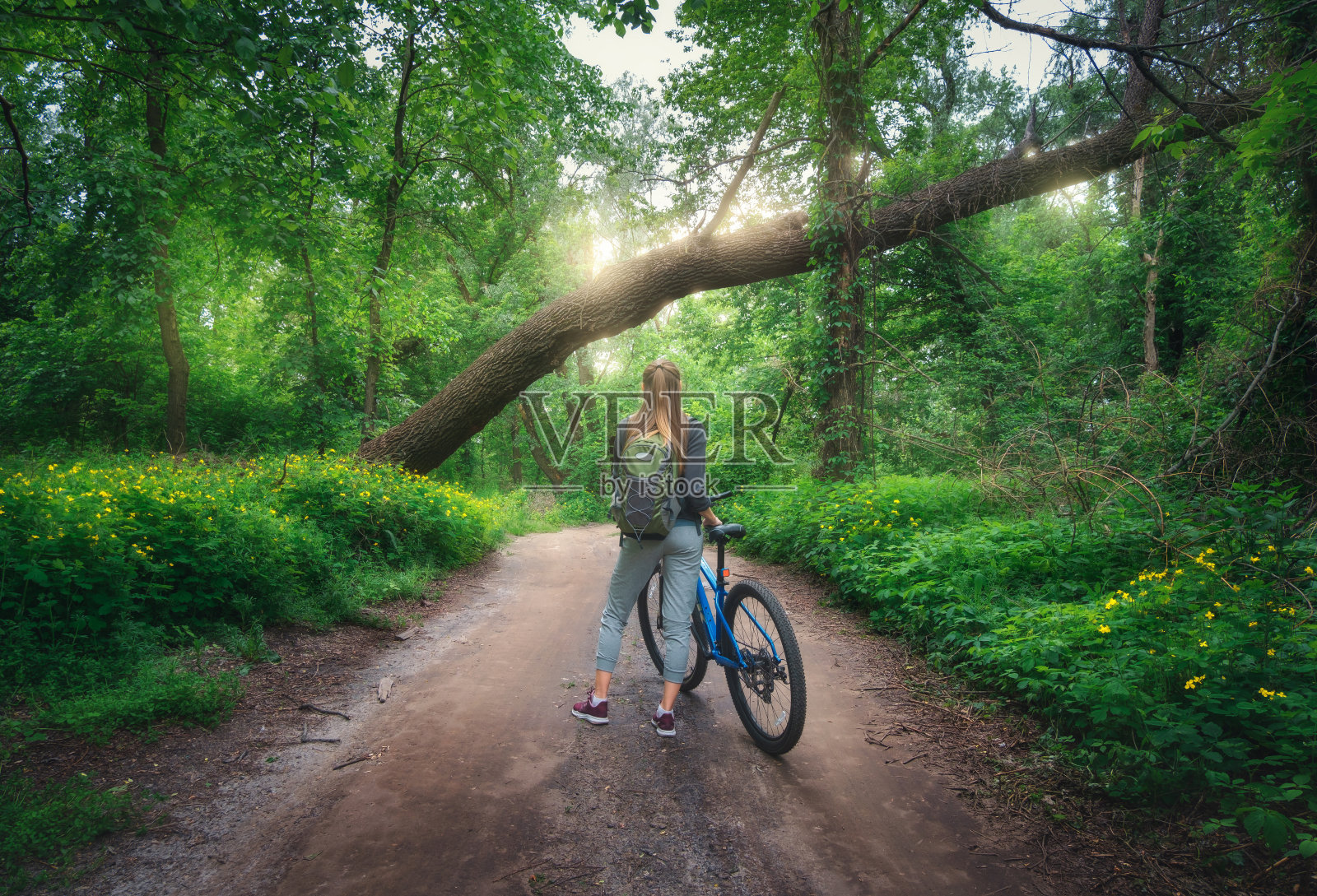 在春天日落的森林里骑自行车的女人。五颜六色的风景与运动女孩背着双肩包骑着山地车，土路，绿树和鲜花在夏天。运动和旅游。周期照片摄影图片