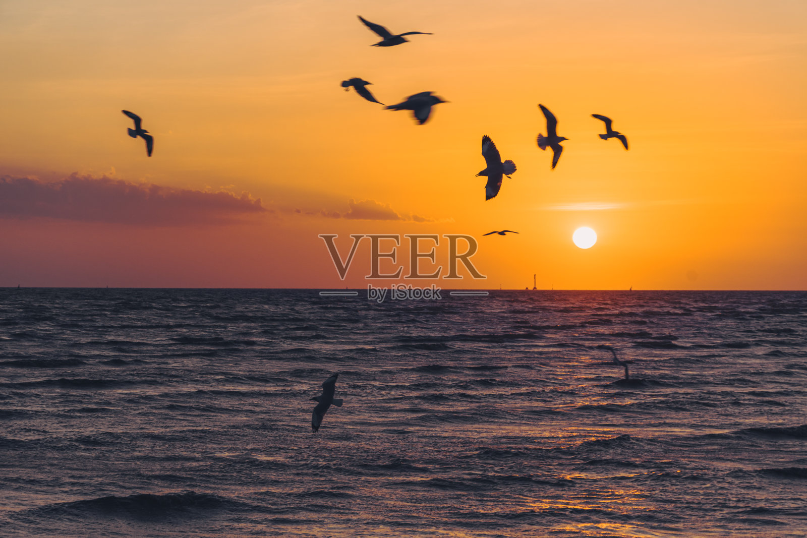 日落时海滩上海鸥的风景照片摄影图片