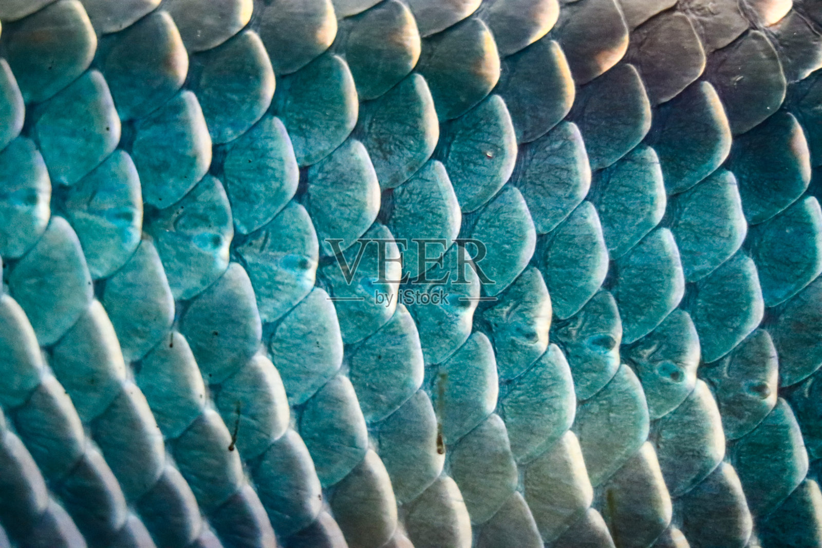 亚马逊黑鱼的鳞片有很大的照片摄影图片