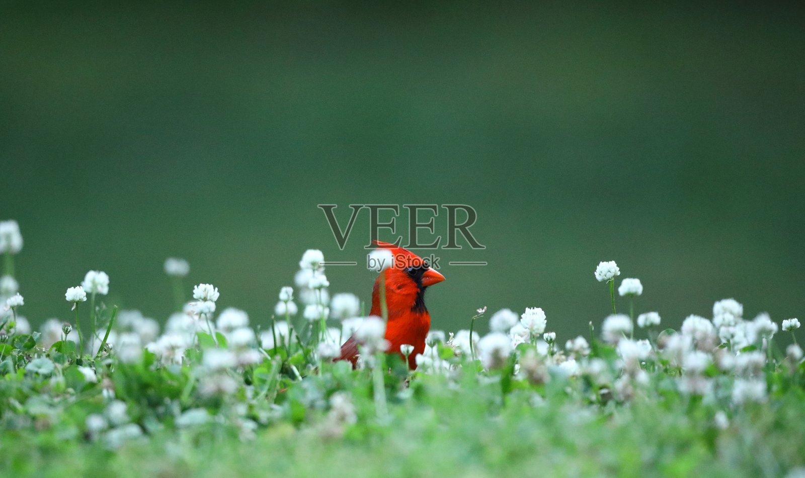 红色的红衣凤头鸟照片摄影图片