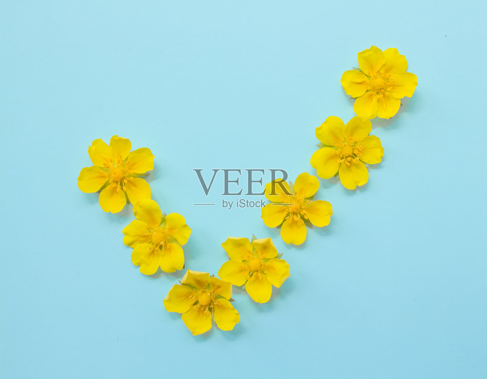 Checkmark符号在蓝色背景从黄色明亮的春天的花。夏天的概念,最小照片摄影图片