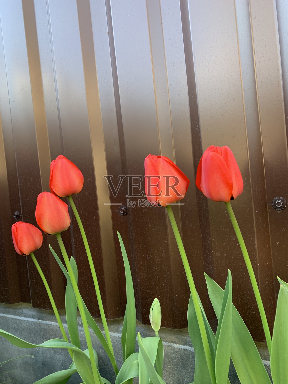 花园里的红色郁金香花照片摄影图片