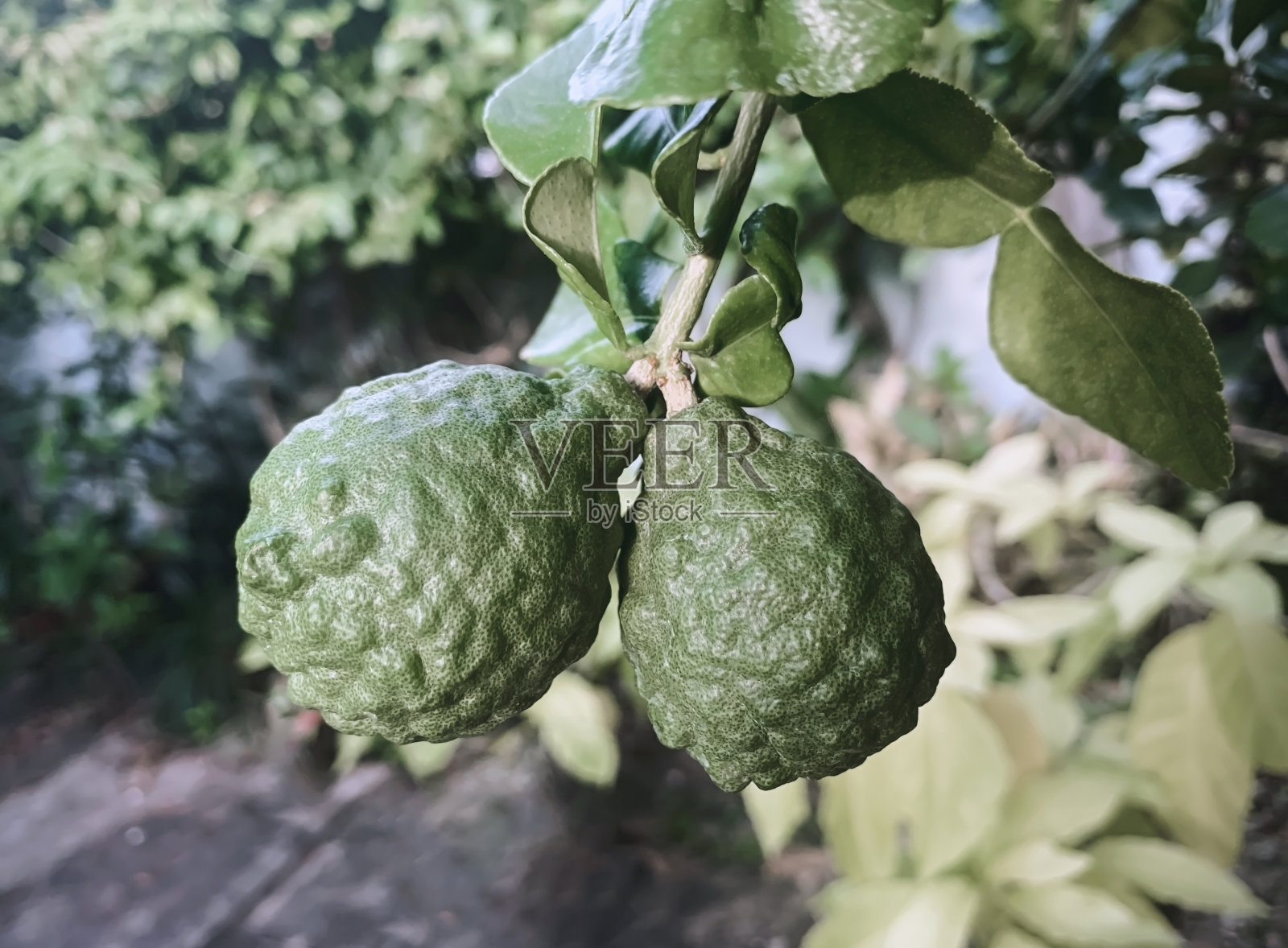 热带花园里的新鲜青柠。从佛手柑果实的果皮中提取的油性物质可用于化妆品和食品调味料。照片摄影图片