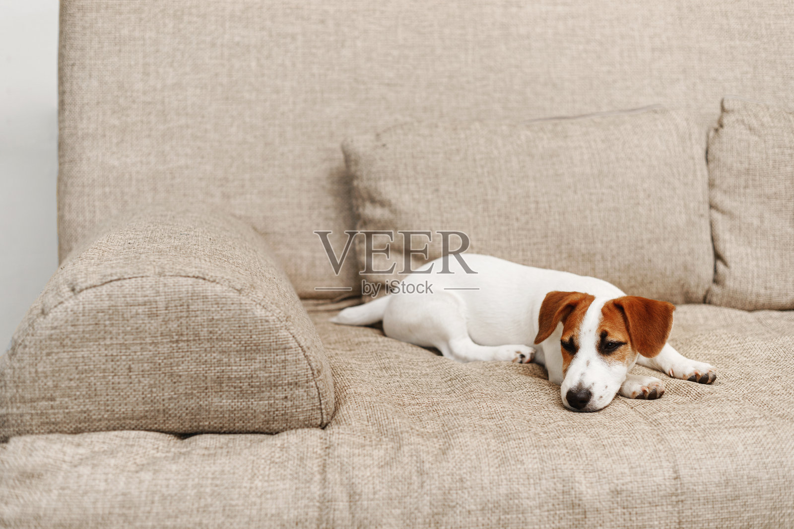 杰克罗素小狗睡在室内米色沙发上照片摄影图片