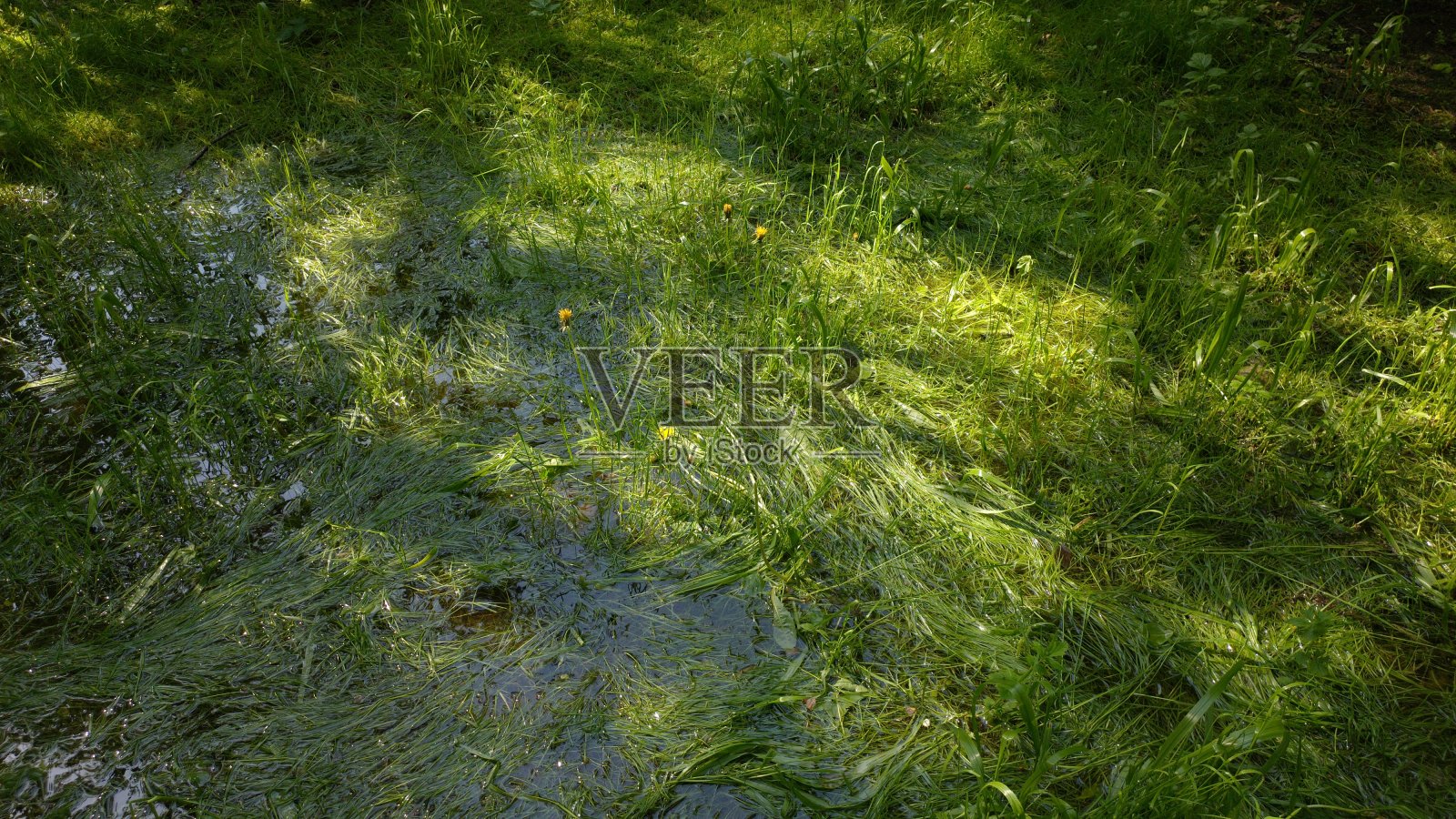 一场大雨后，积水的草坪上有一个大水坑照片摄影图片