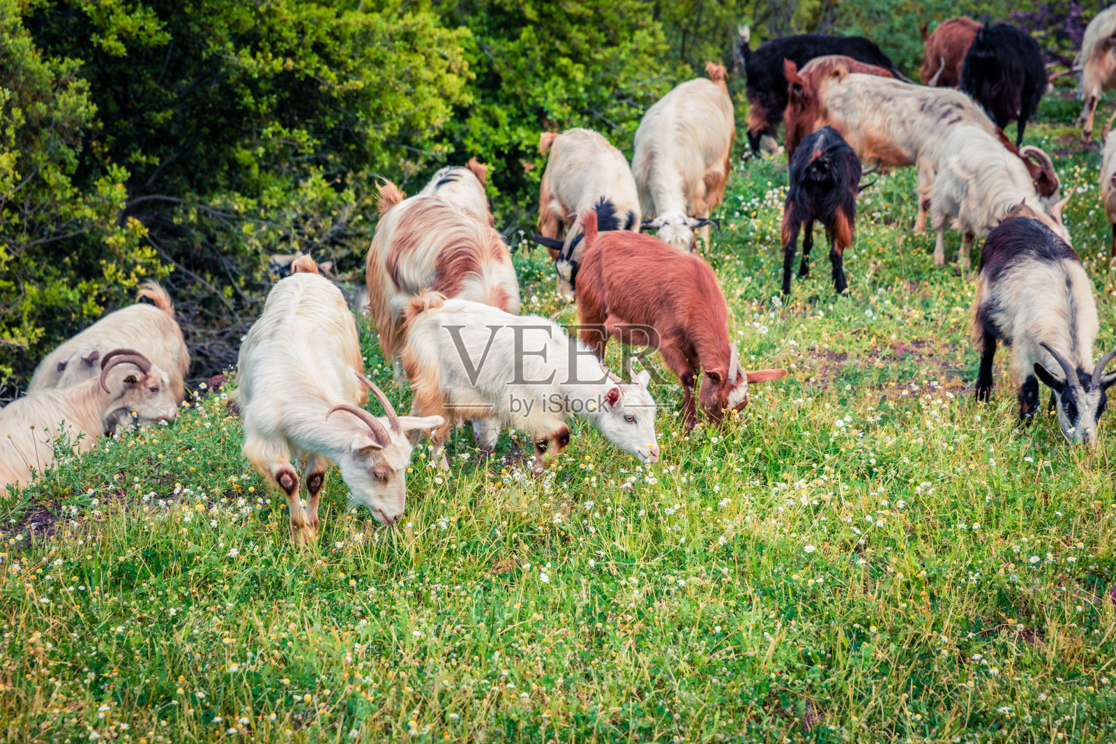 山里牧场上的一群羊。五彩缤纷的春景位于希腊的卡梅纳沃拉镇。美丽的乡村概念背景。照片摄影图片