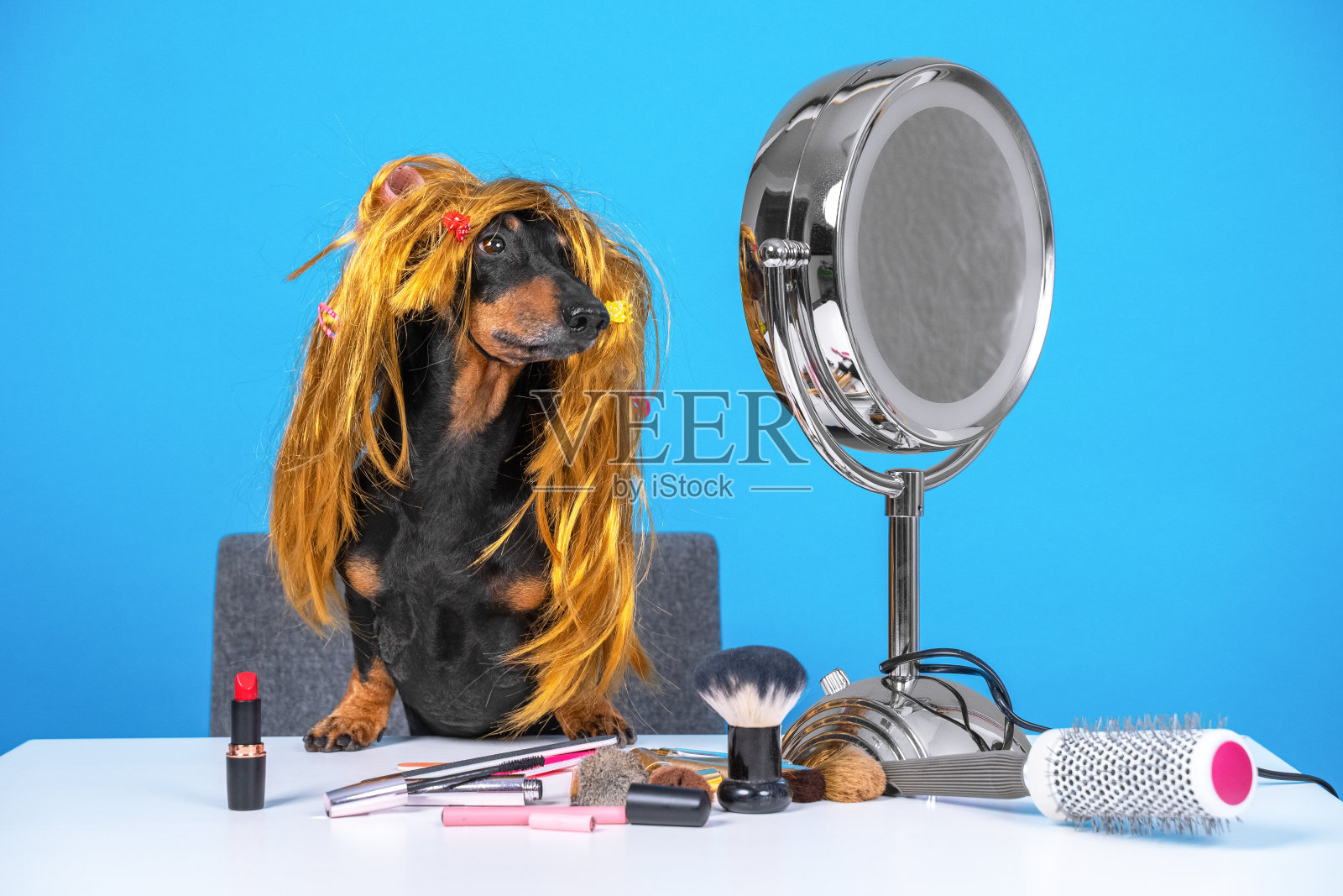 有趣的美容博主达克斯猎狗戴着红色假发坐在圆镜桌旁，化妆品化妆刷、口红、铅笔和造型梳躺在周围，以蓝色背景拍摄视频内容照片摄影图片