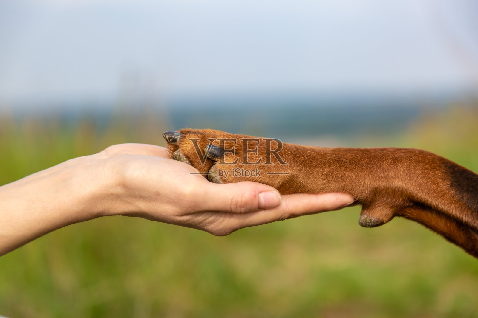 杜宾犬的爪子在一个人的手掌在一个模糊的领域背景特写。水平方向照片摄影图片