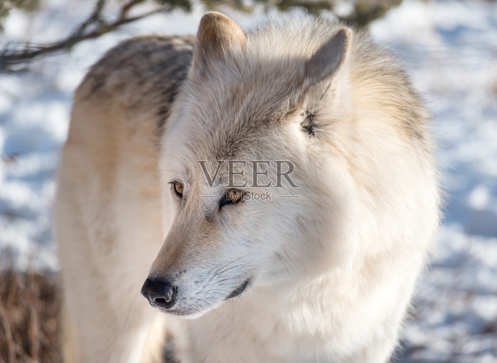 狼在冬天照片摄影图片