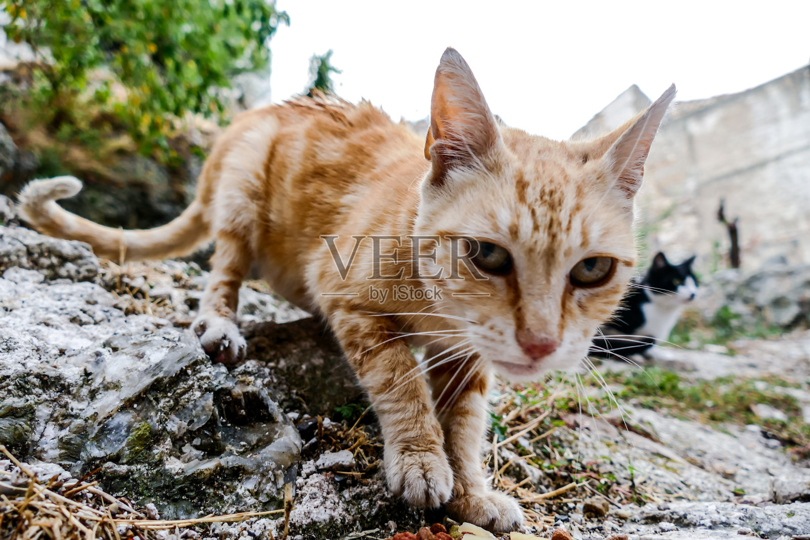 流浪猫对道路的景深和选择广角焦距照片摄影图片