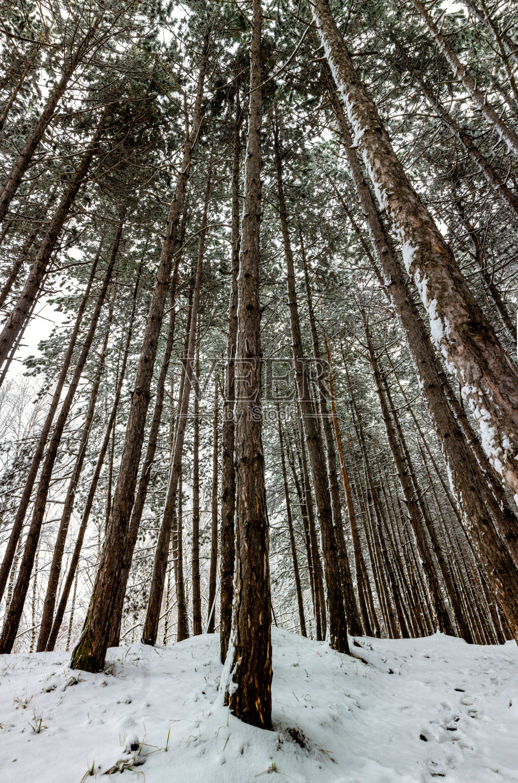 新年全景。森林里的第一场雪在冷杉和落叶之间。冬天，大自然上的雪。照片摄影图片