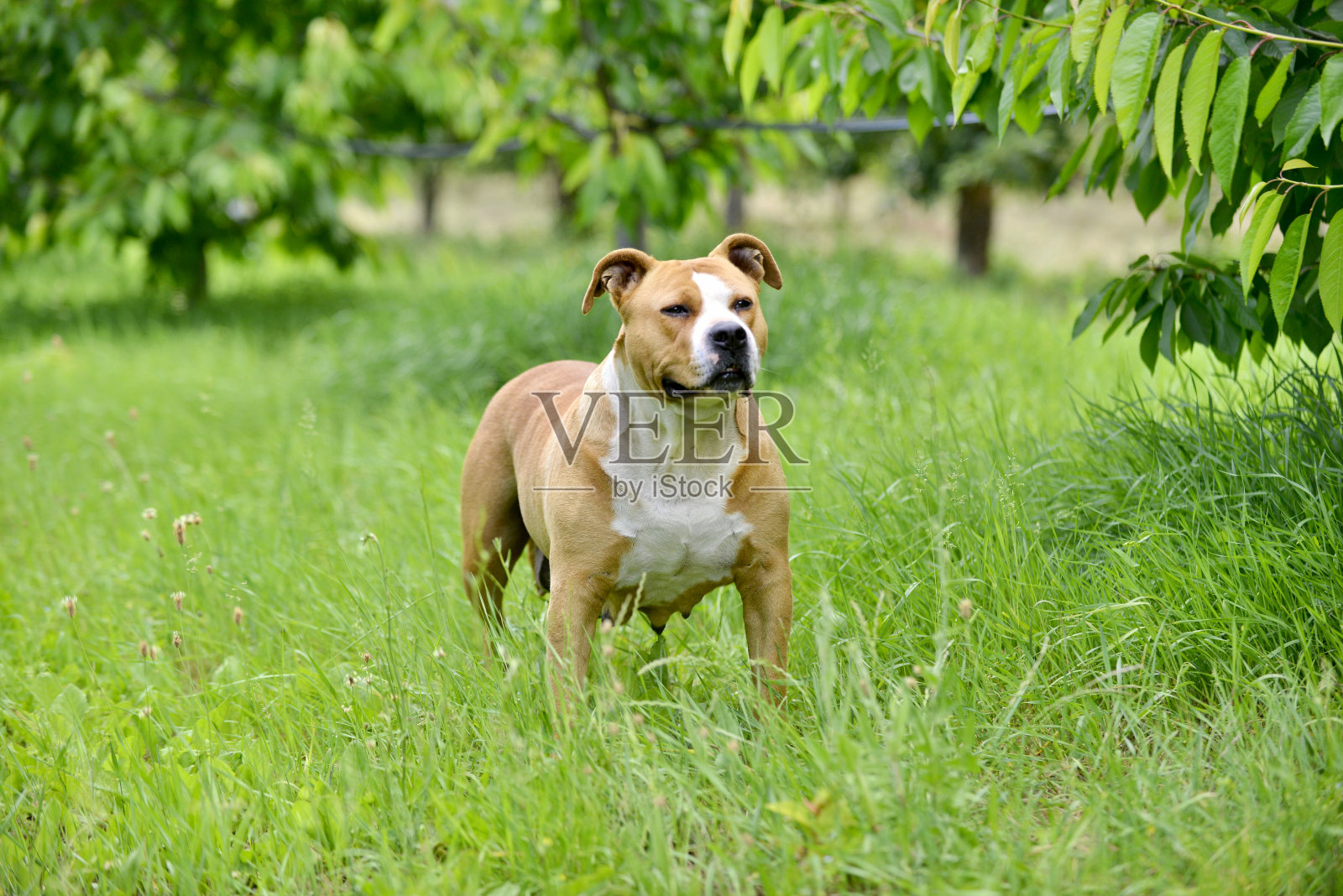 美国斯塔福德郡梗犬，纯种母狗照片摄影图片