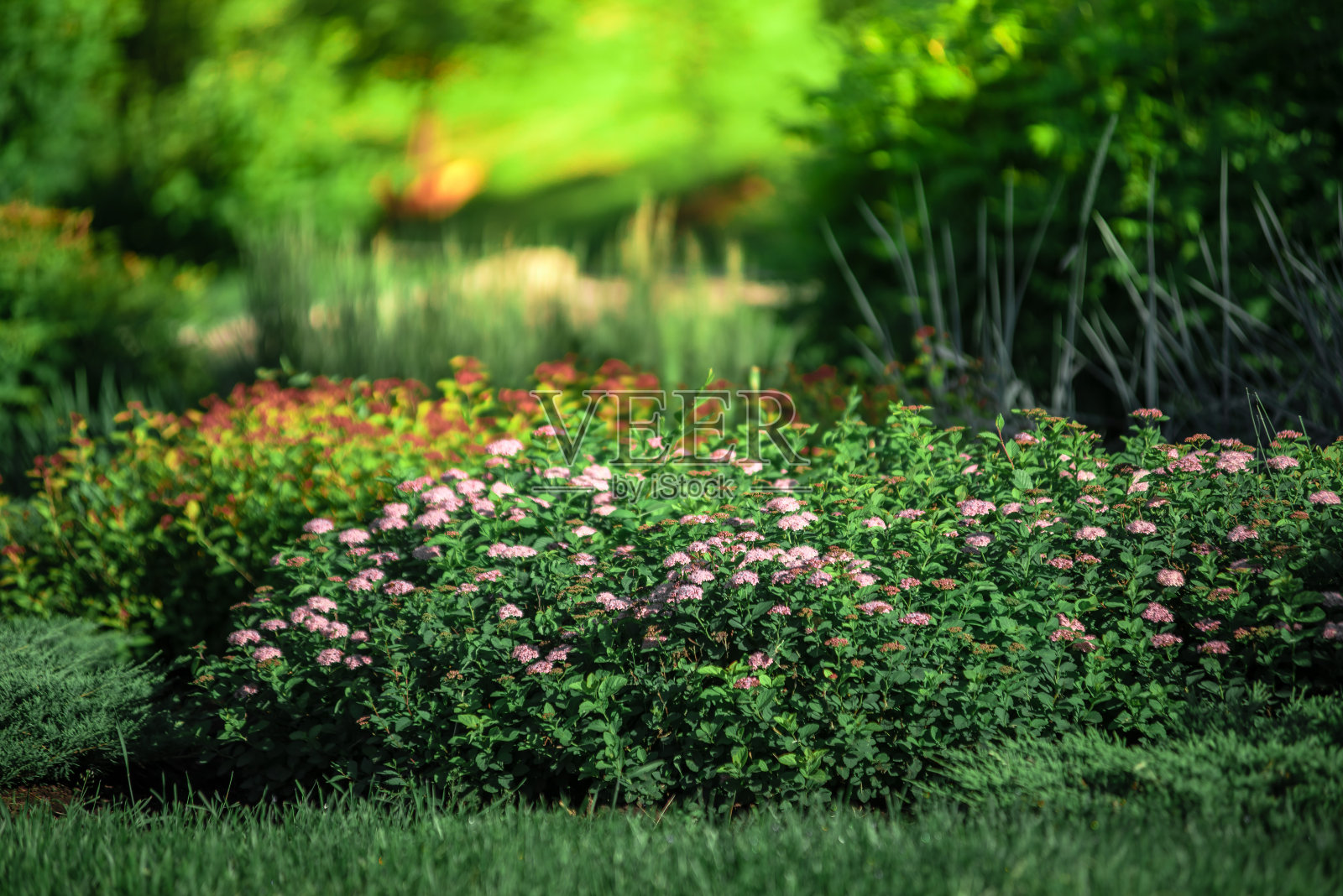 在春天的后院，花园景观设计用高大矮小的灌木和圆形的花朵有一个美丽的中间是绿色的草，新修剪的草坪郁郁葱葱的绿色与早晨的阳光。照片摄影图片