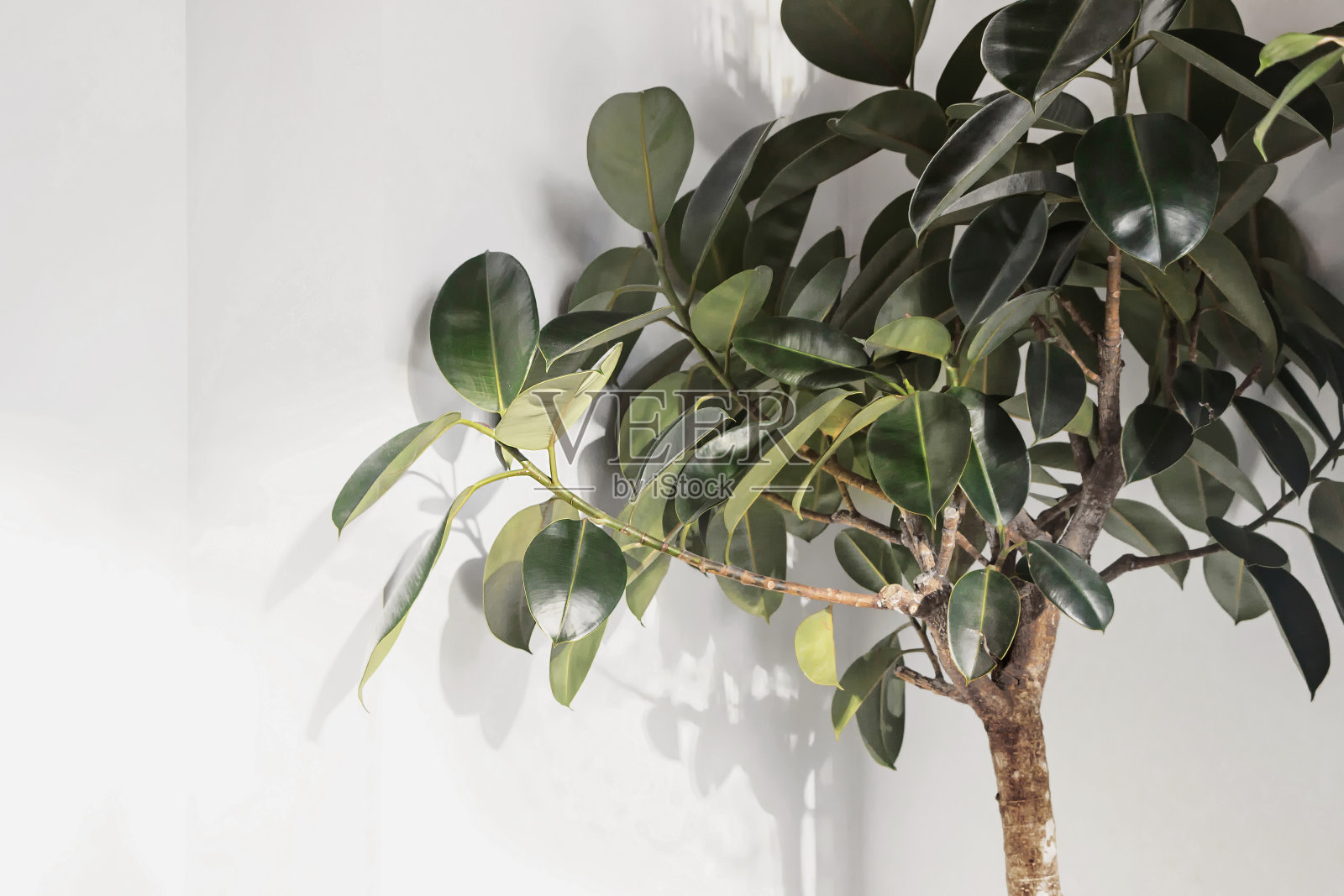 橡叶榕属植物(橡胶树)，白墙照片摄影图片