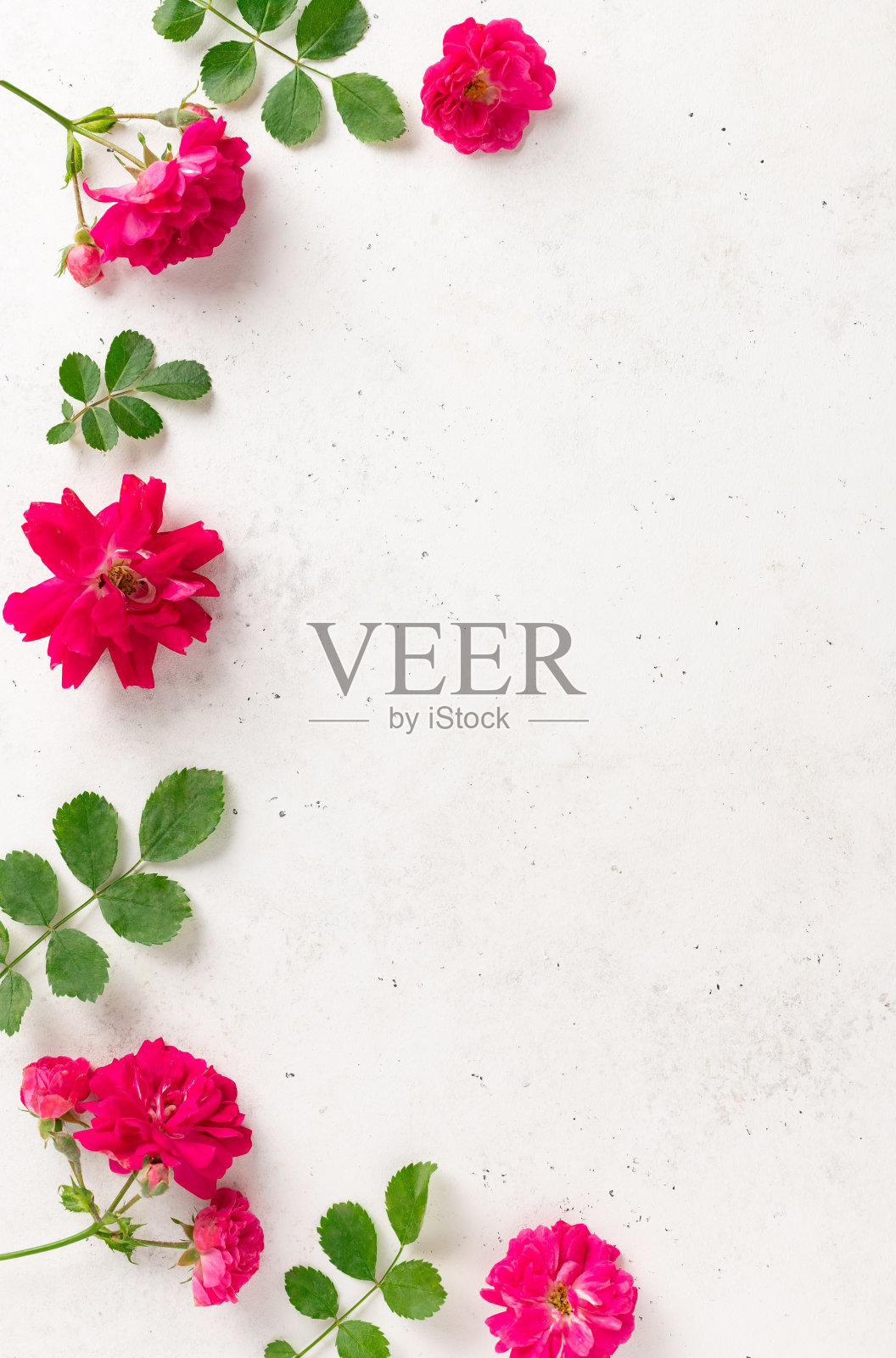 鲜艳的粉红色玫瑰与绿色的叶子在白色的混凝土背景镶边。空白贺卡，爱的概念。美容和水疗概念。照片摄影图片