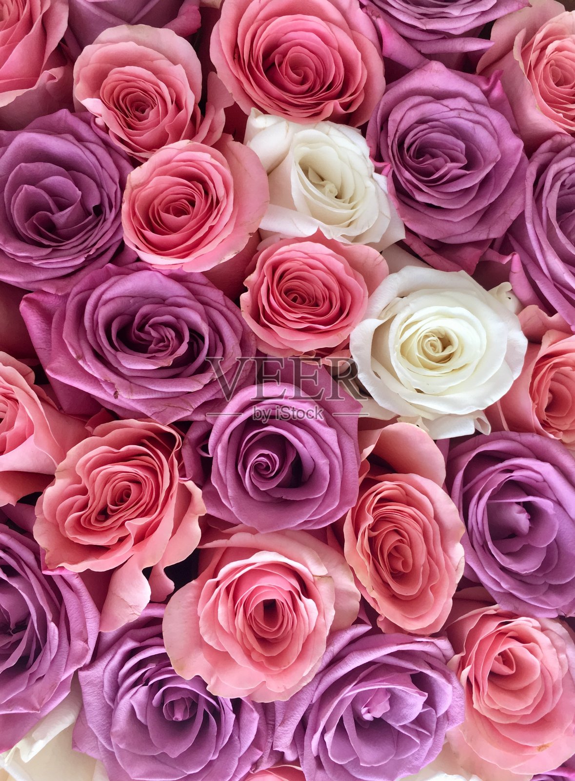 紫色玫瑰，淡色玫瑰，丁香玫瑰照片摄影图片