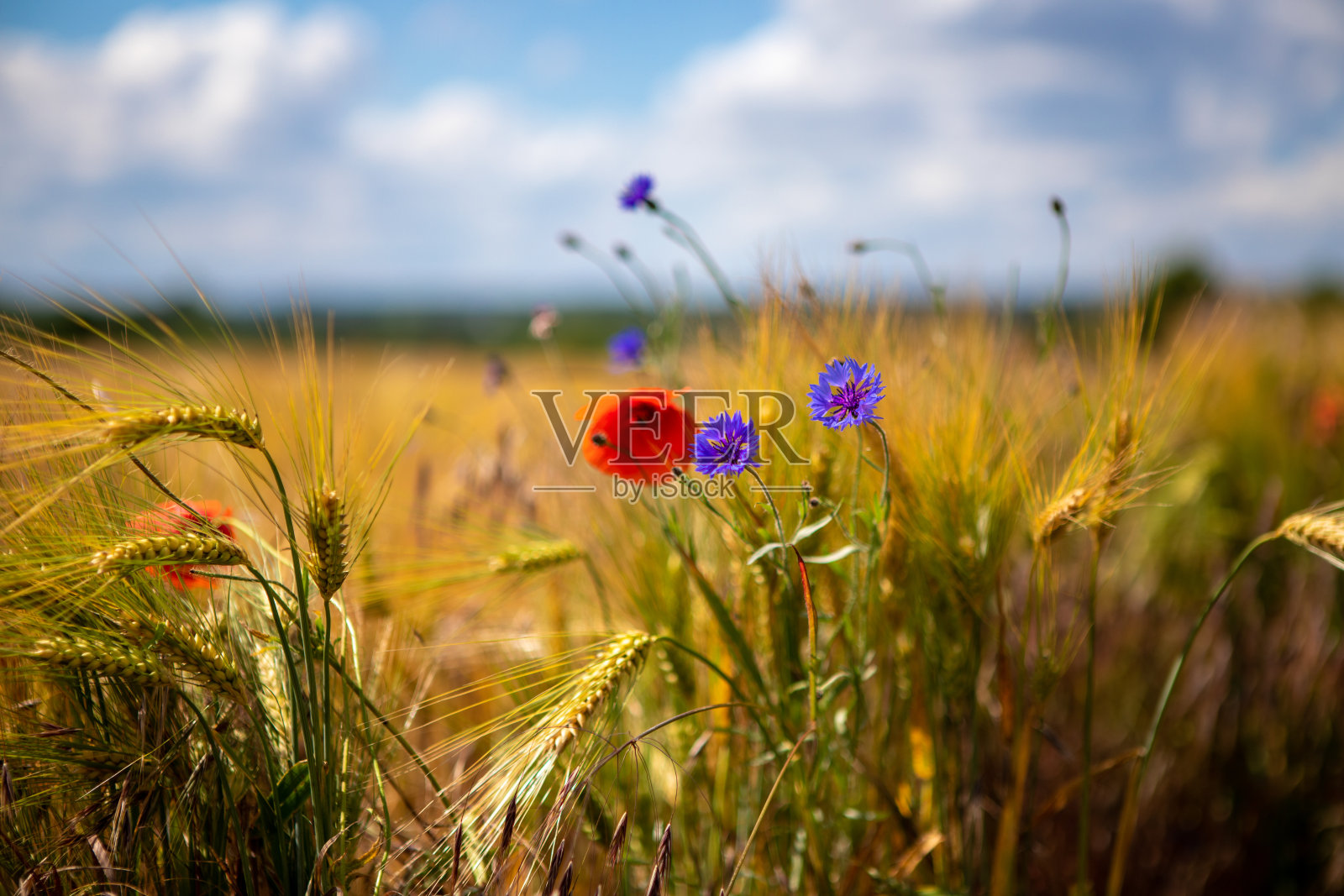 一些蓝色的矢车菊和红色的罂粟伫立在棕色的玉米地前照片摄影图片