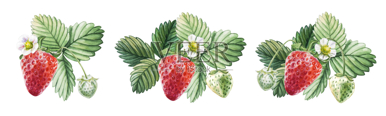 水彩设置红色多汁的草莓与绿色的浆果，树叶和花。手绘食物插图。水果打印。插画图片素材