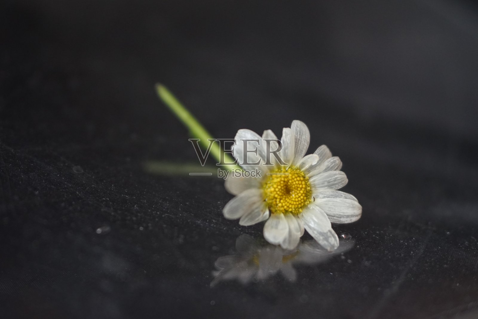 美丽孤独的雏菊花在黑色的背景上照片摄影图片