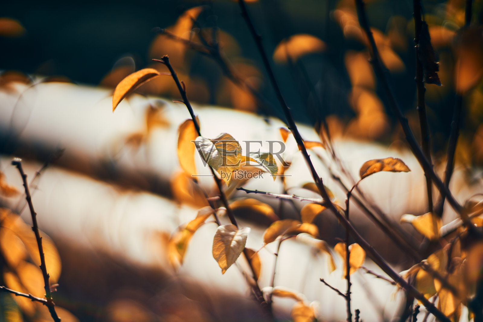 穆迪秋天自然背景-橙色的树叶在森林照片摄影图片