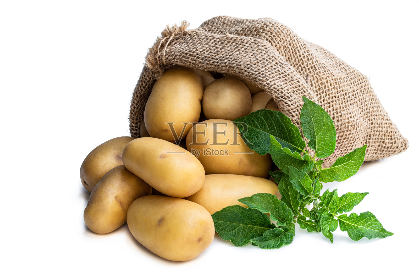 新土豆在麻袋孤立白色照片摄影图片