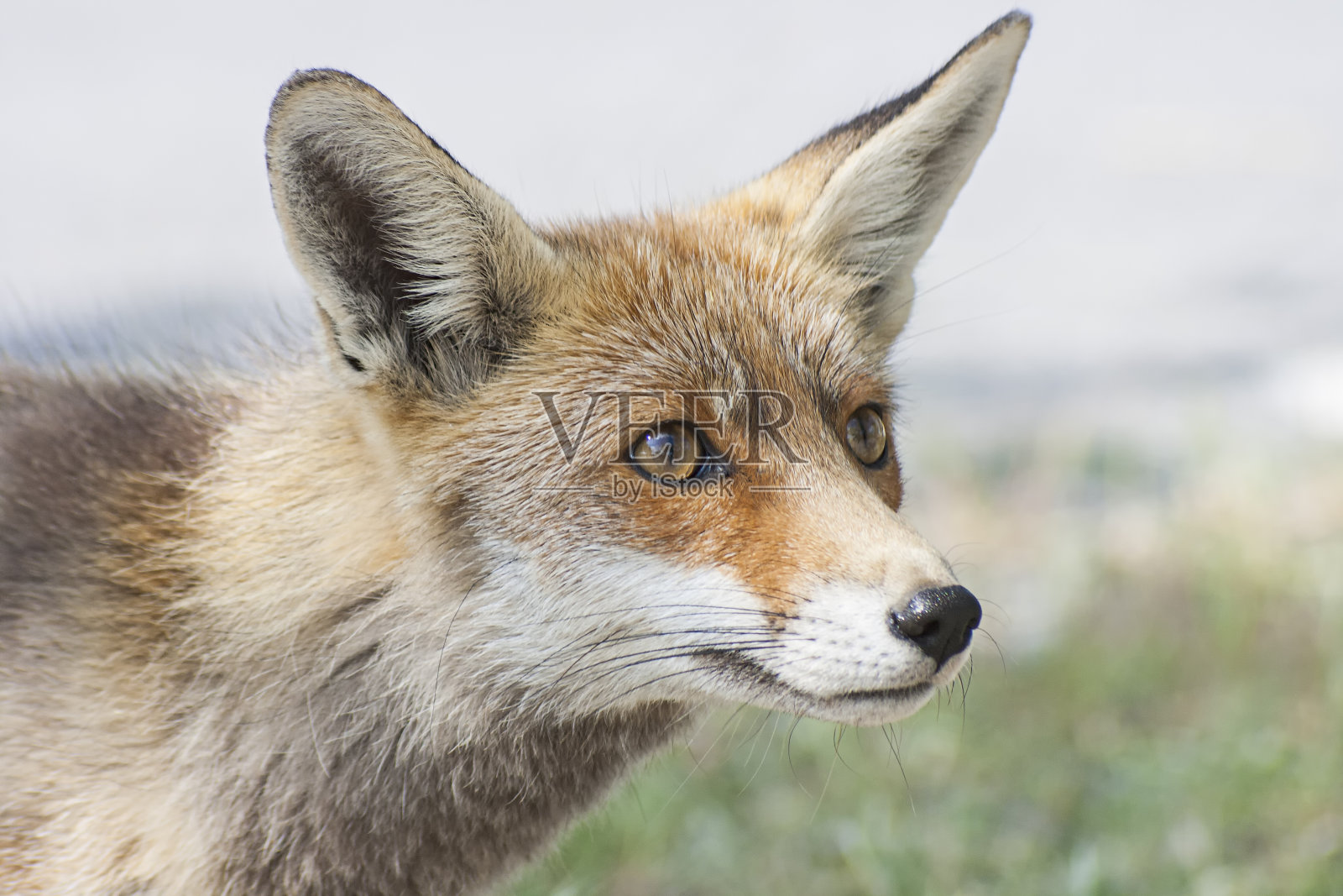 蒙弗拉格国家公园一只野生狐狸的照片照片摄影图片