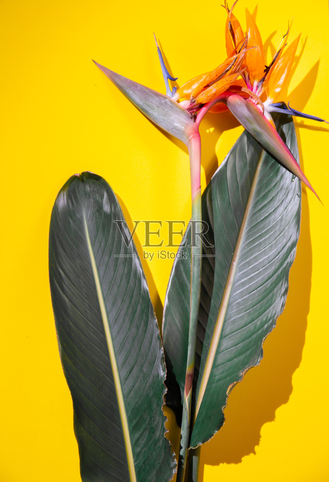热带植物的背景。黄色背景上的热带植物。平躺照片摄影图片