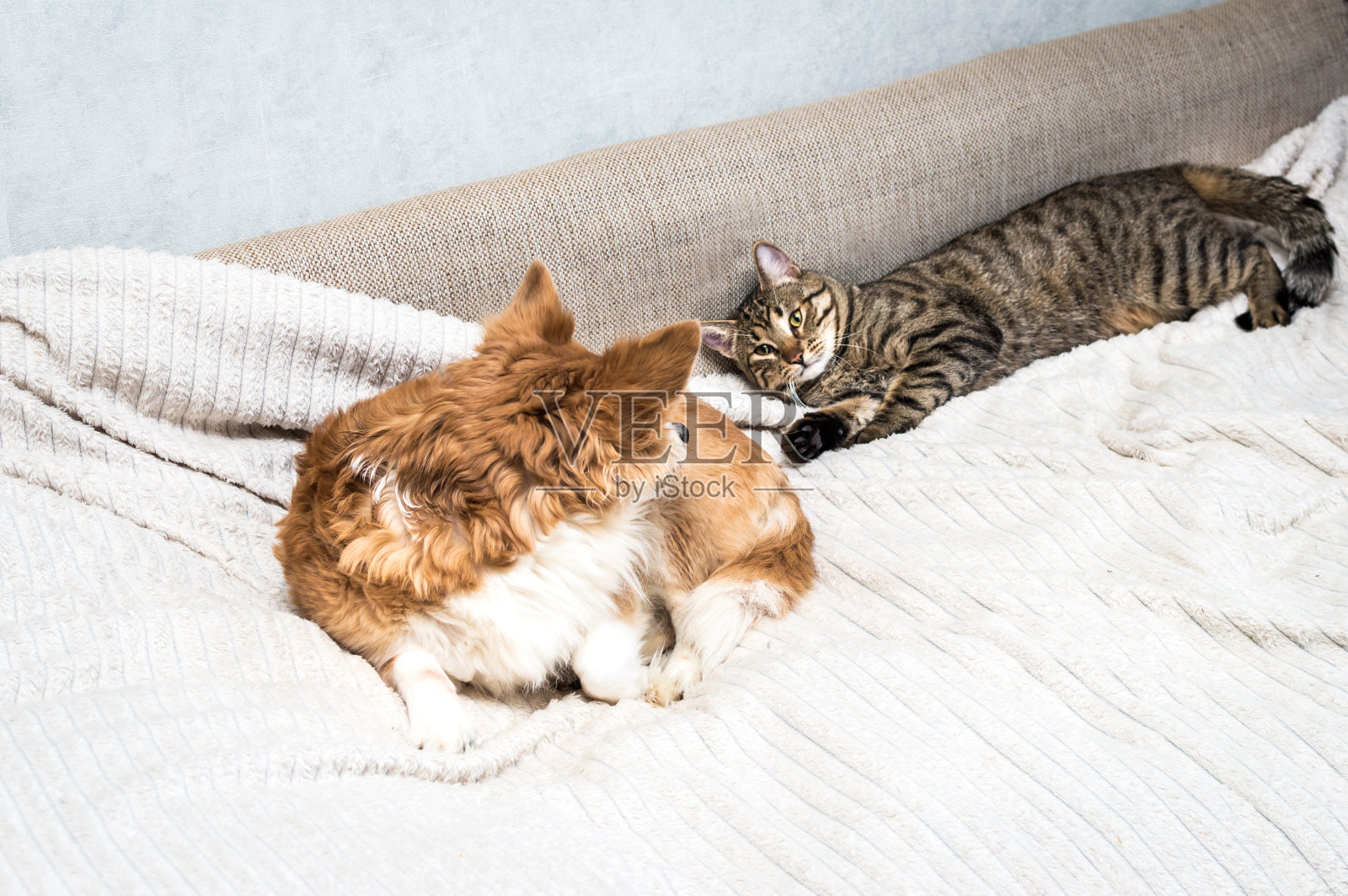 猫和狗躺在床上，看着对方。动物的友谊概念。照片摄影图片