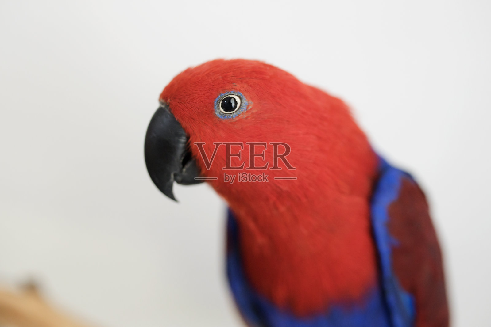 红蓝相间的鹦鹉照片摄影图片