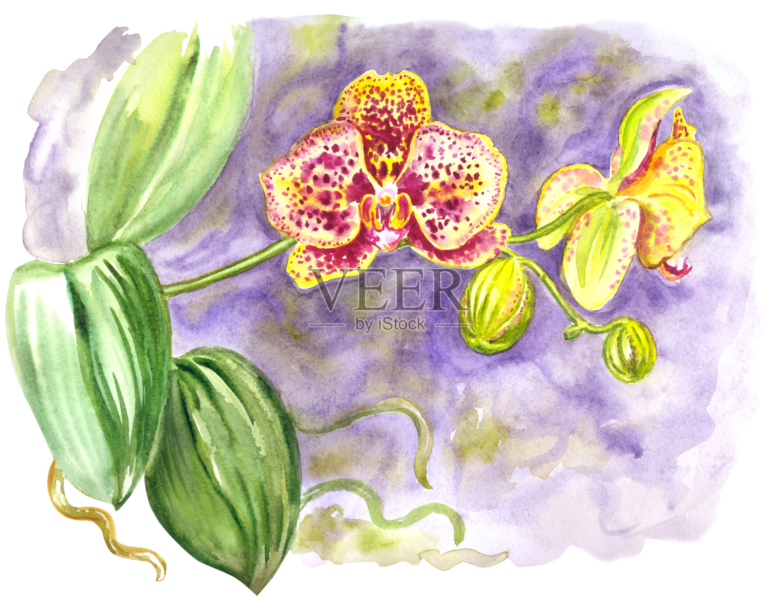 黄色斑点的兰花插画图片素材