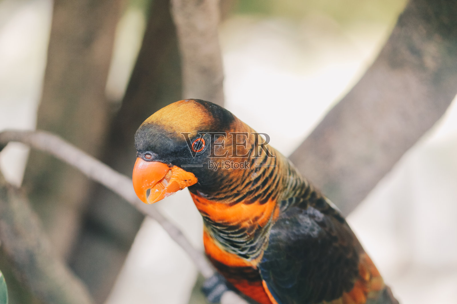 暗色lories(伪fuscata)或带状lories或Nuri kelam与橙色和黑色羽毛照片摄影图片