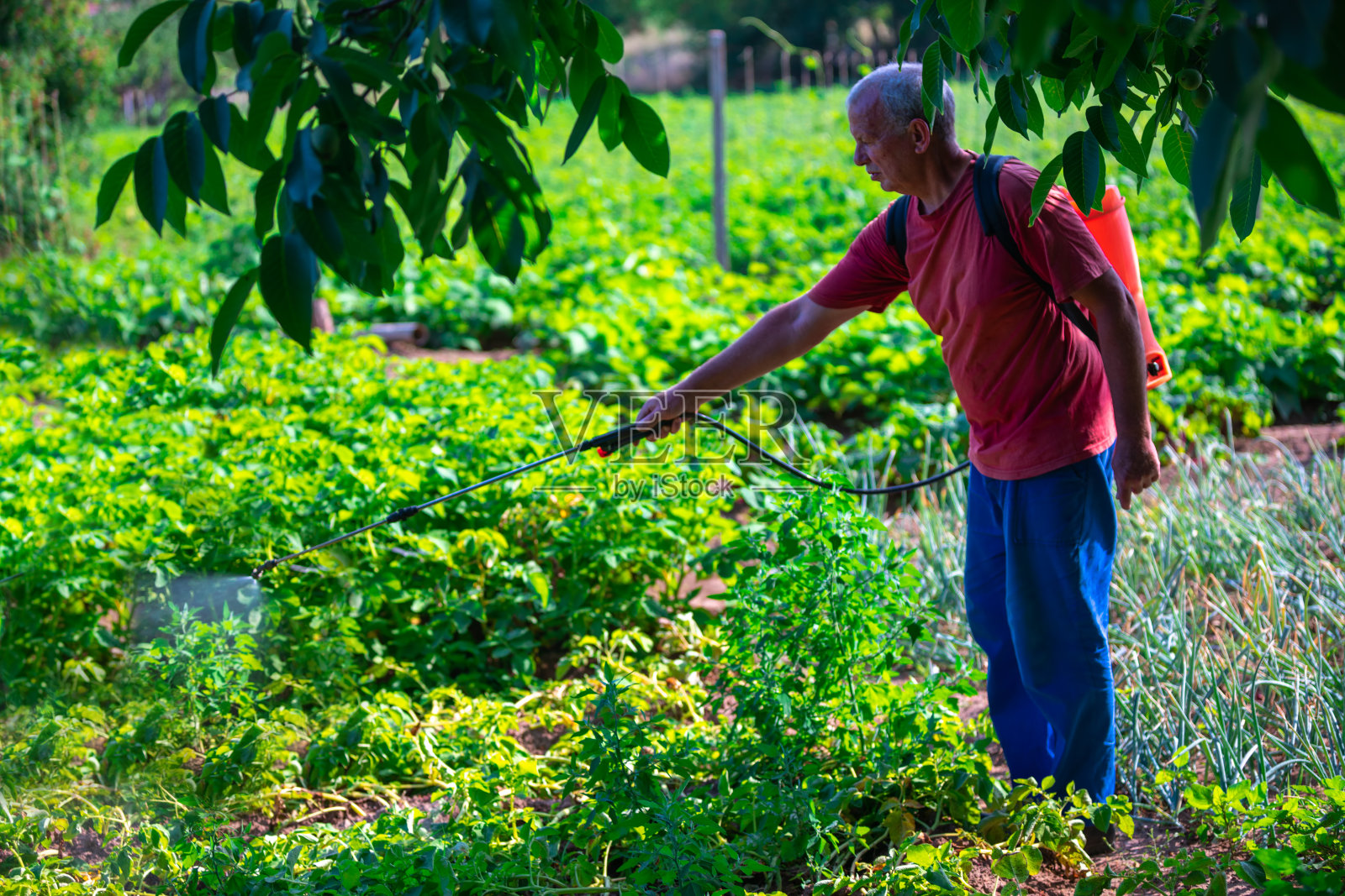 农民在菜园里给蔬菜喷洒除草剂、杀虫剂或杀虫剂照片摄影图片