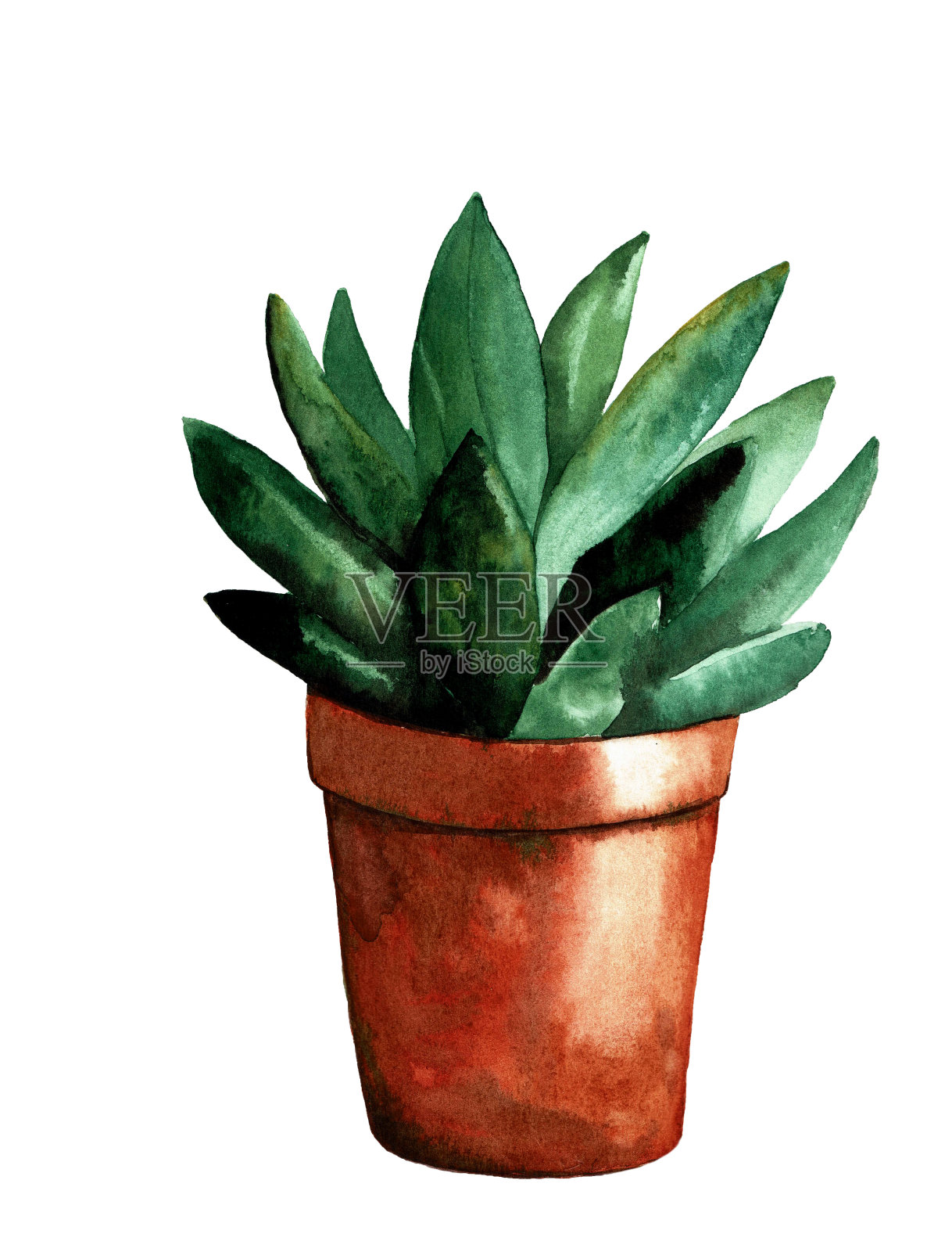 水彩手绘植物虎尾兰设计元素图片