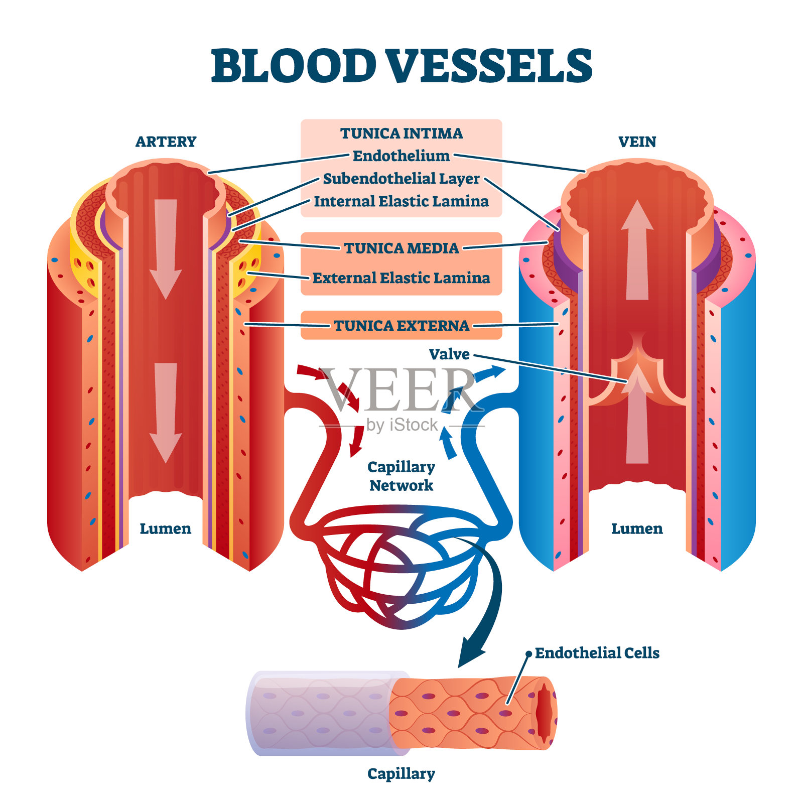血管与动脉和静脉内部结构矢量插图插画图片素材