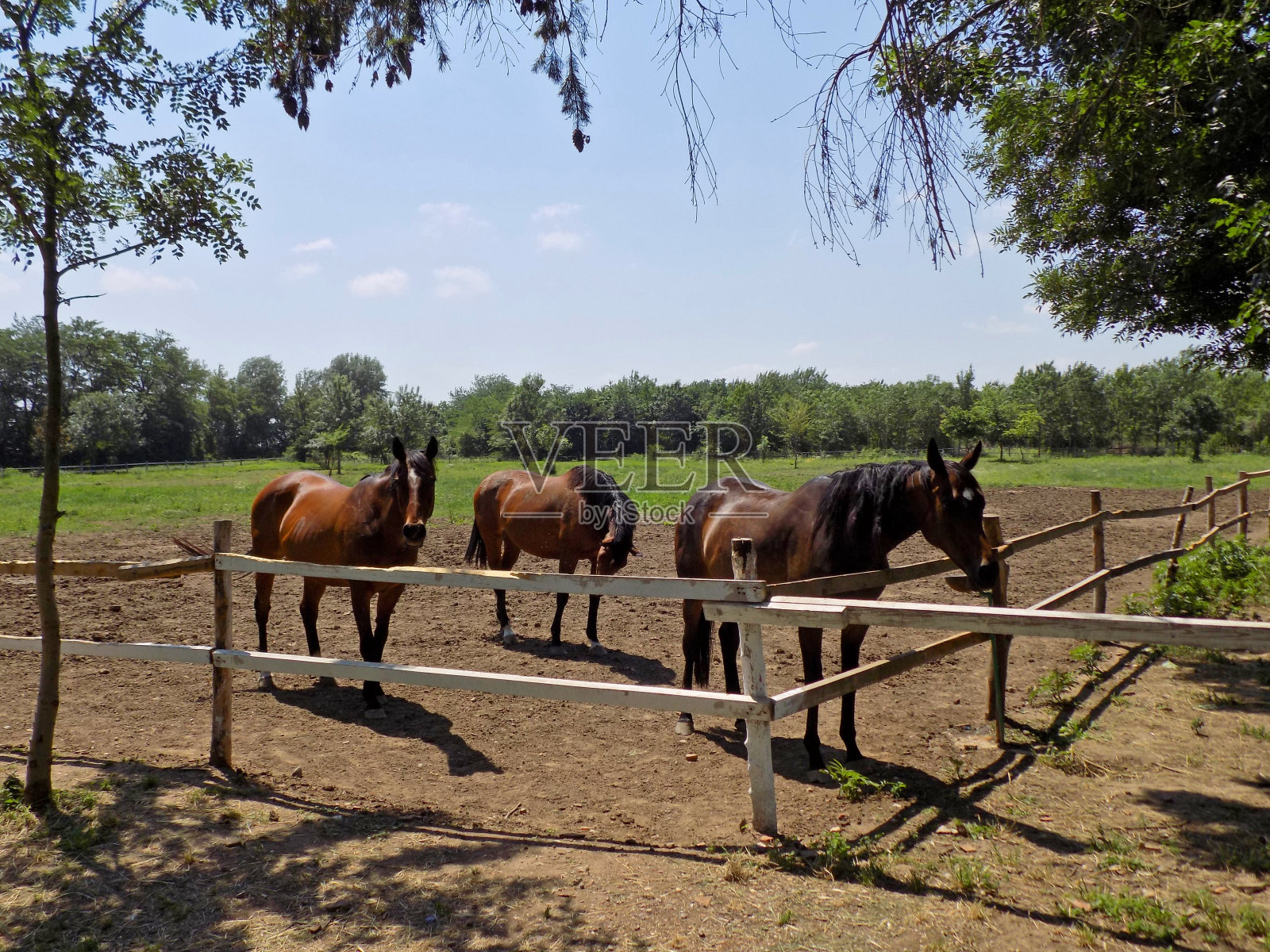 在马厩旁边的畜栏里的一小群骑马的马照片摄影图片